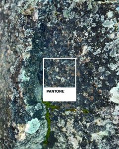 Mouthon-vert-inspiration-nuances-couleurs